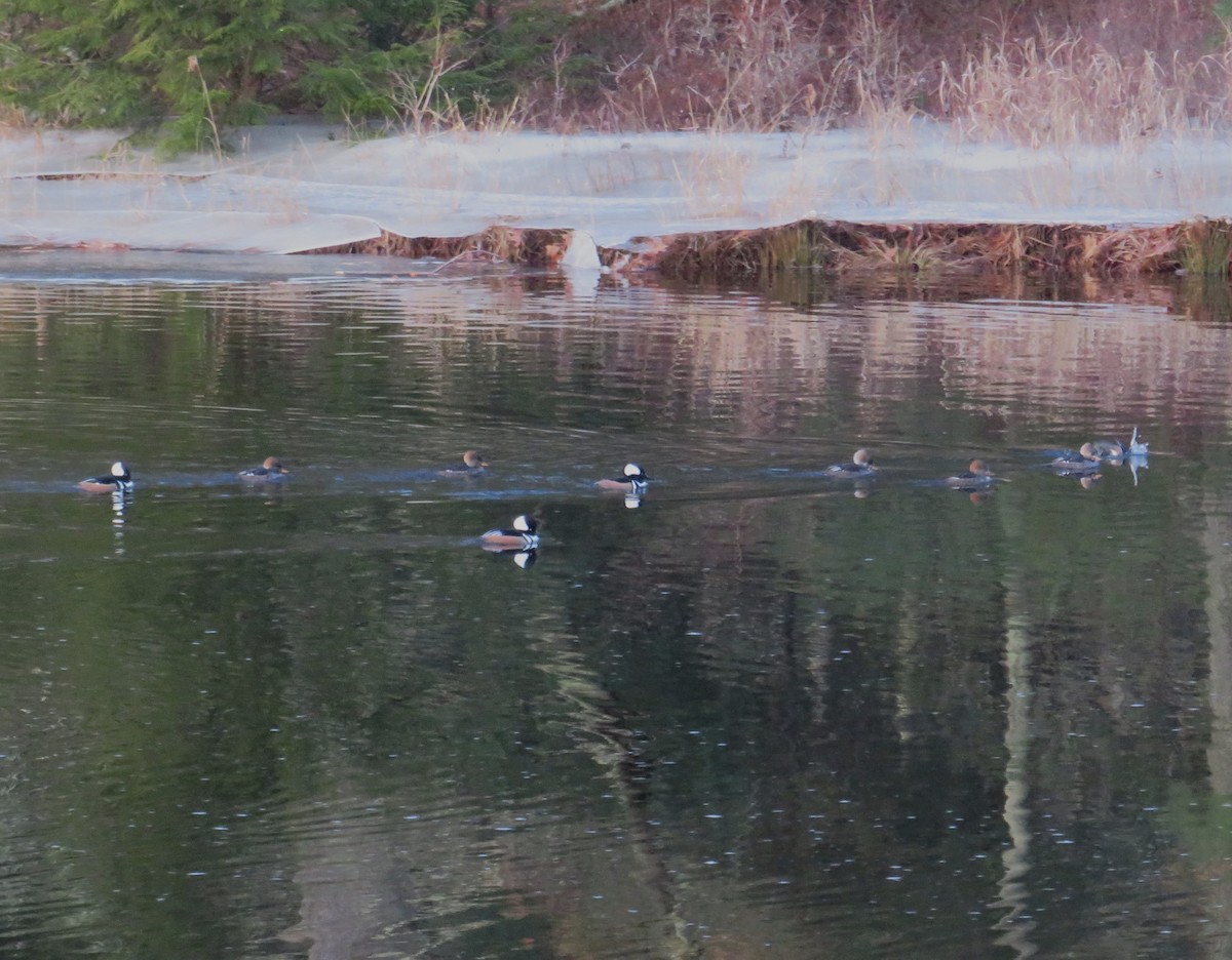 Hooded Merganser - ML517529401