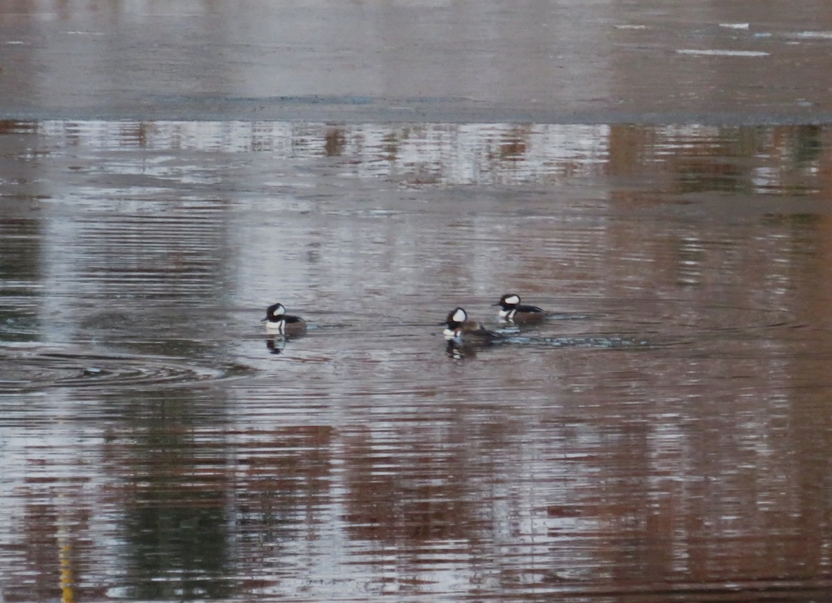 Hooded Merganser - ML517529531