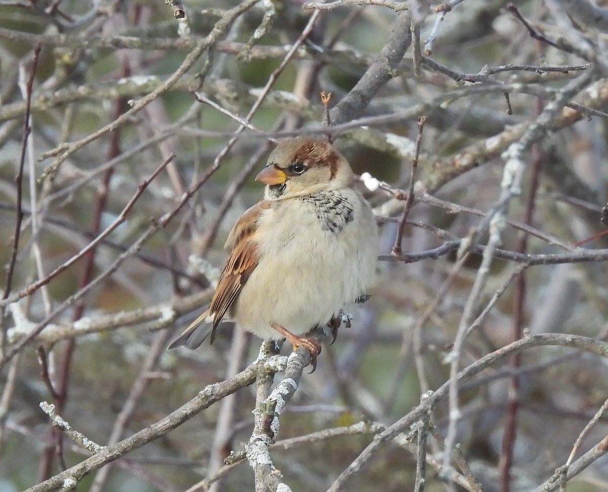 House Sparrow - ML517529901