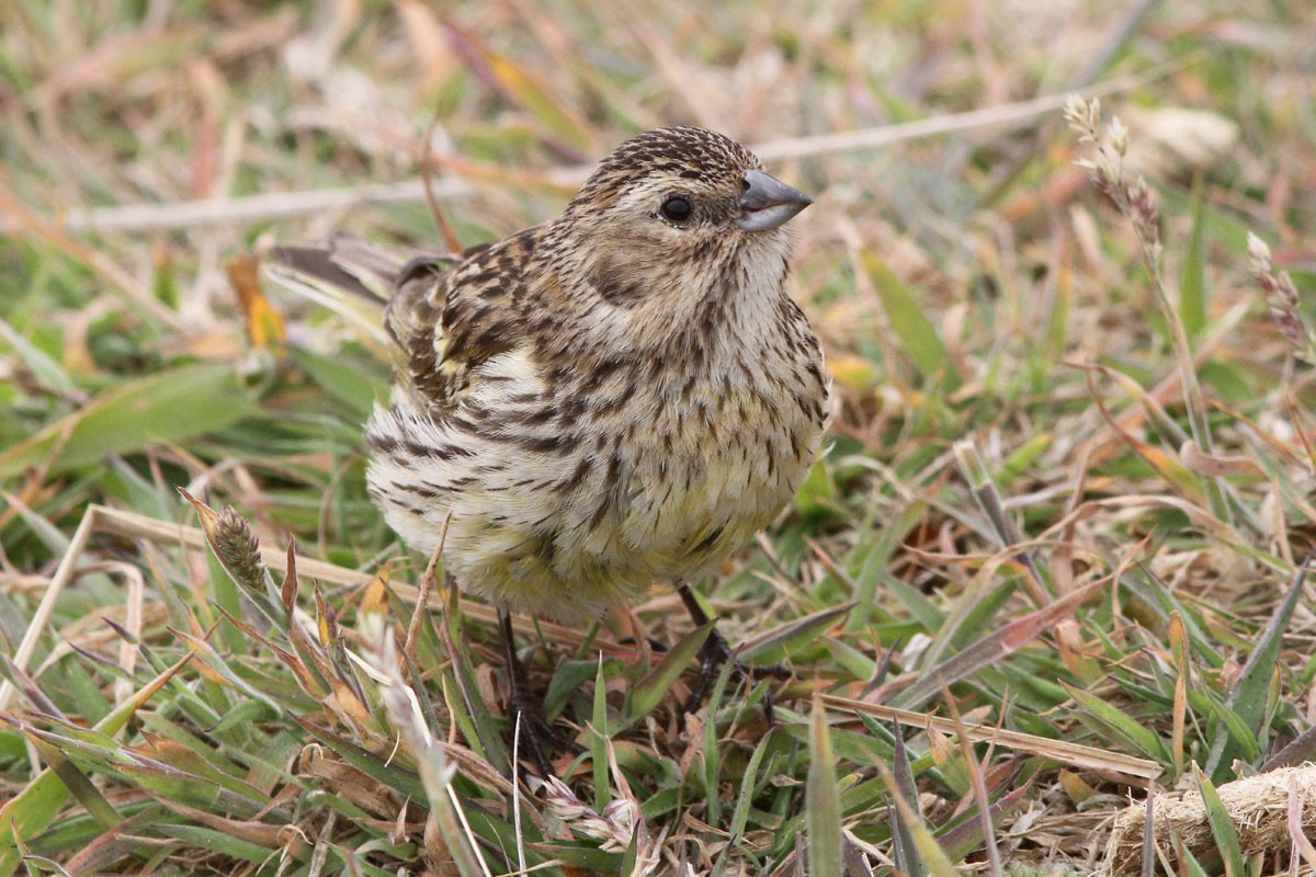 White-bridled Finch - ML51753021