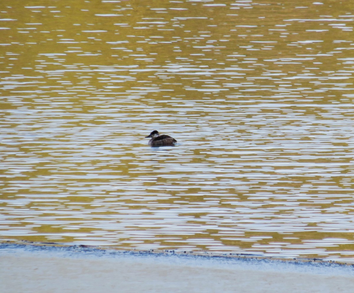 Ruddy Duck - ML517530231