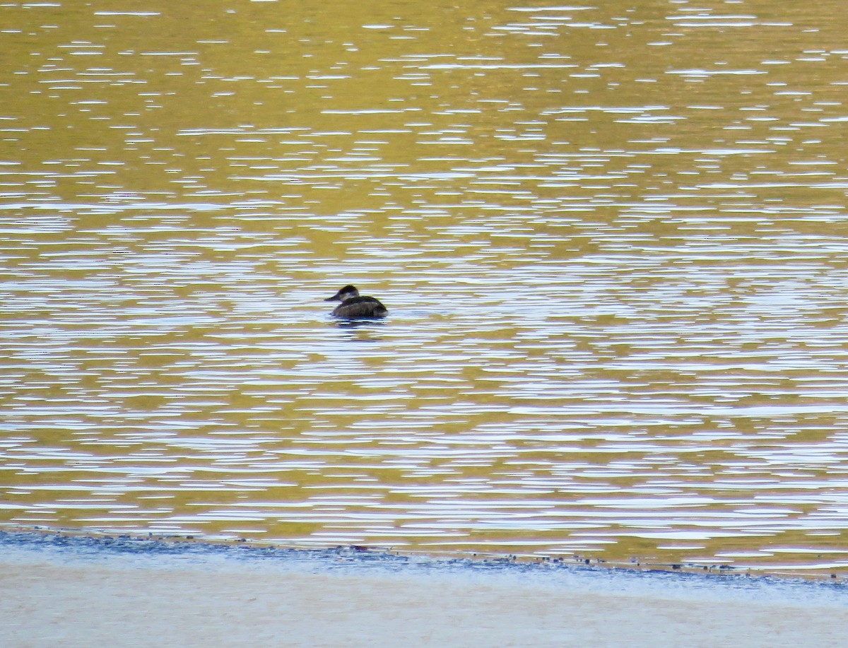 Ruddy Duck - ML517530401