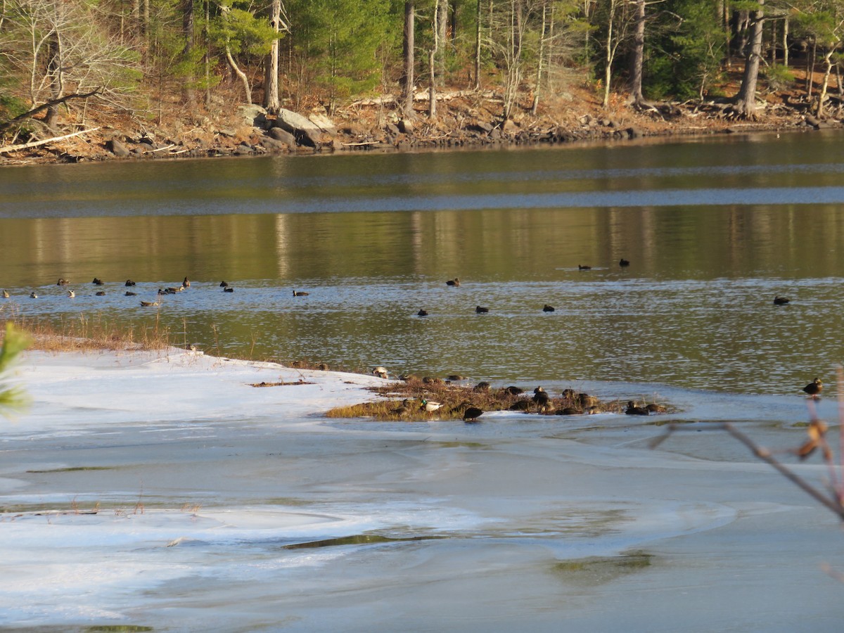 American Black Duck - ML517530591