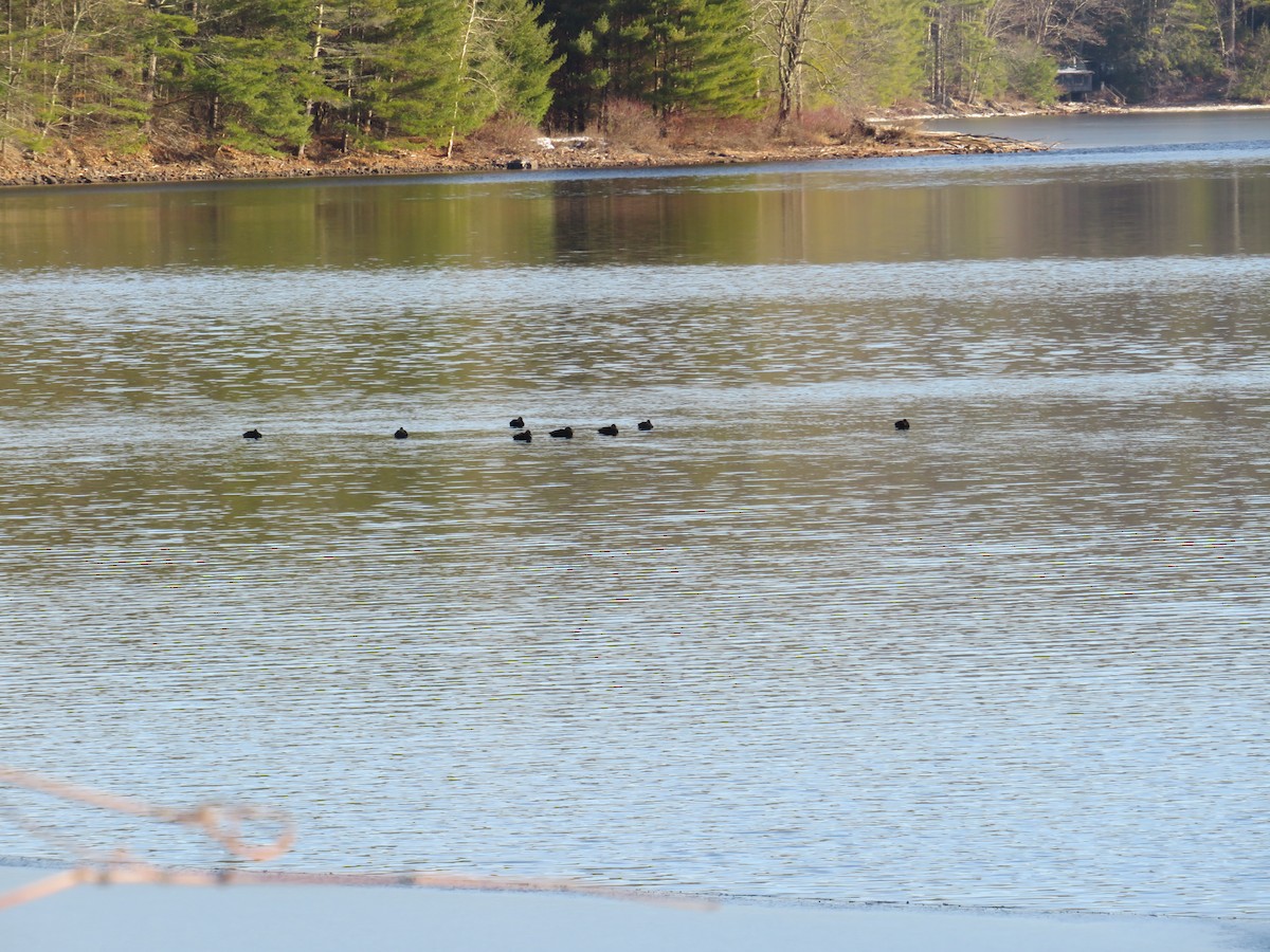 American Black Duck - ML517530631