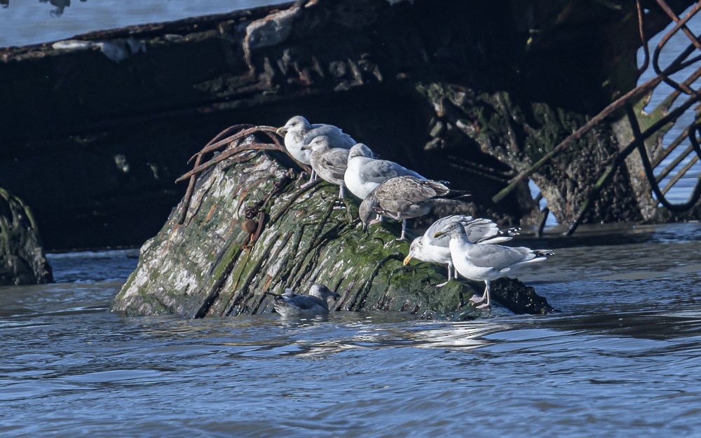 Gaviota Argéntea - ML517531371