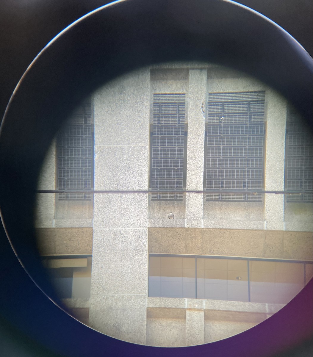 Peregrine Falcon - ML517532291