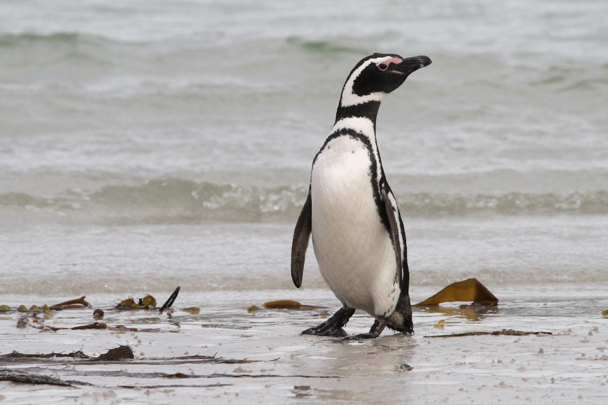 Pingüino Magallánico - ML51753271