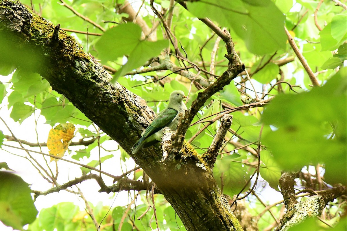 Gray-green Fruit-Dove - Terri Kershaw