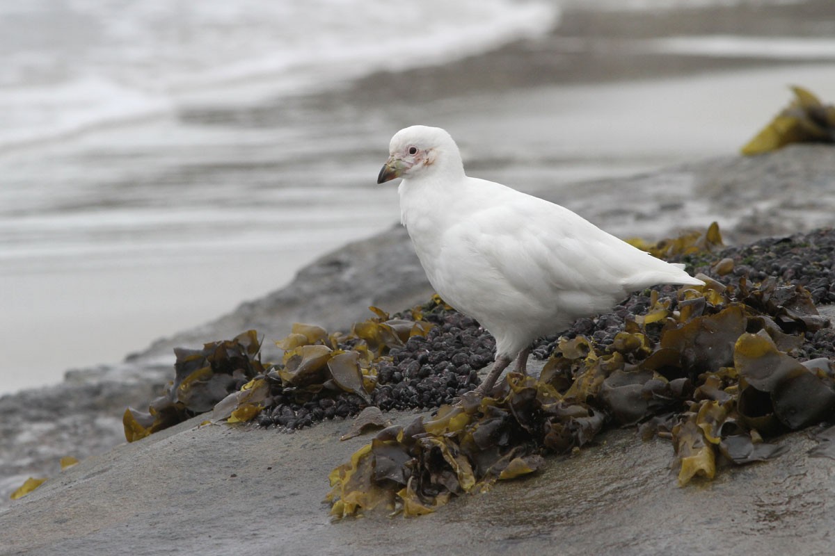 Snowy Sheathbill - Noah Strycker