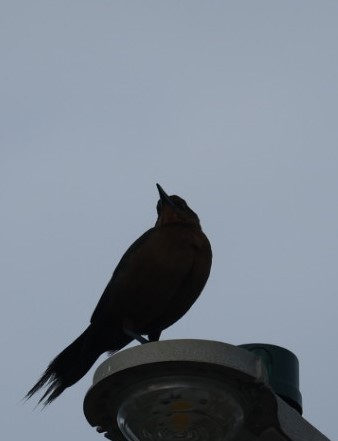 grackle sp. - ML517533751