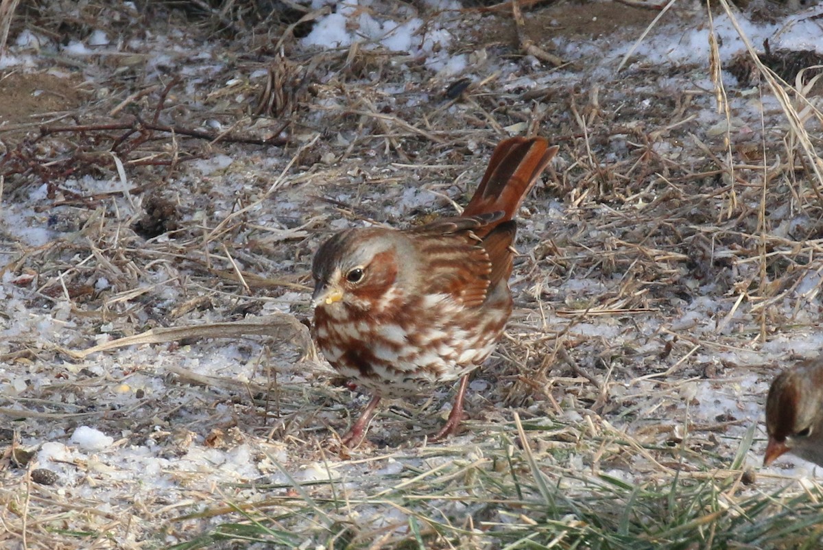 Fox Sparrow - David Carr