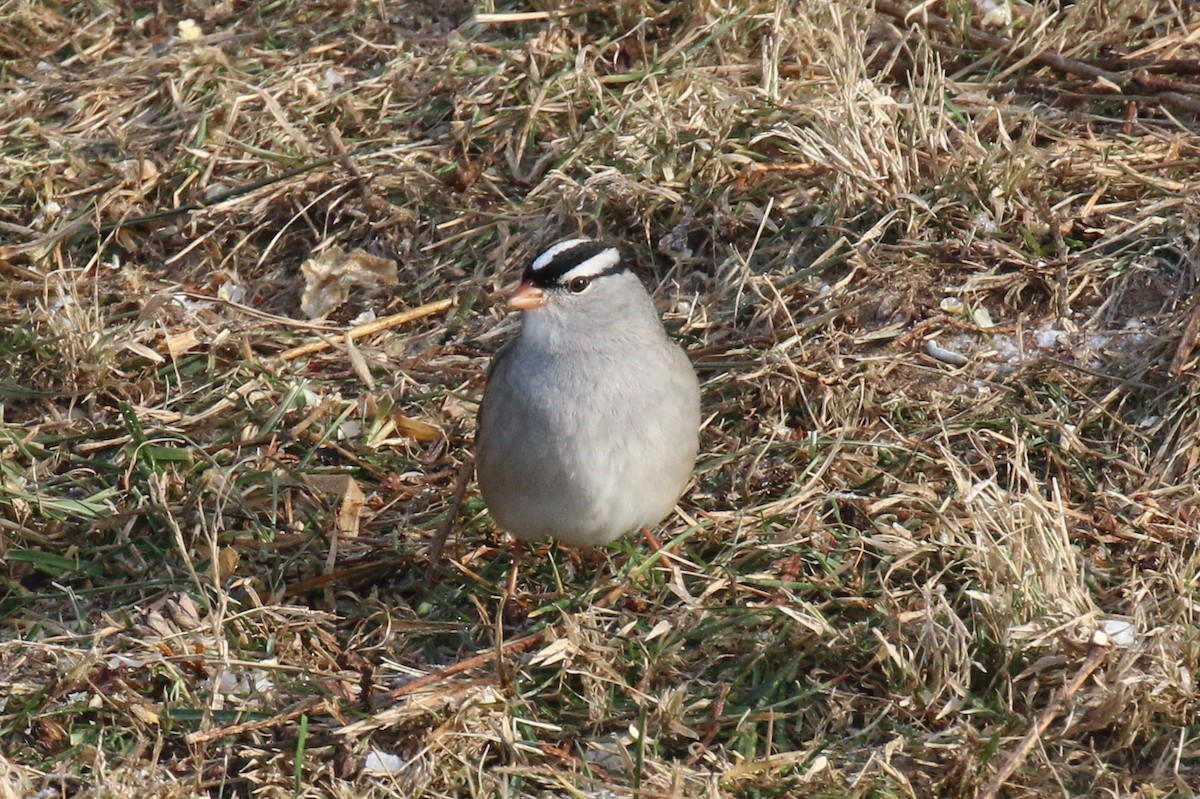 Bruant à couronne blanche - ML517535951