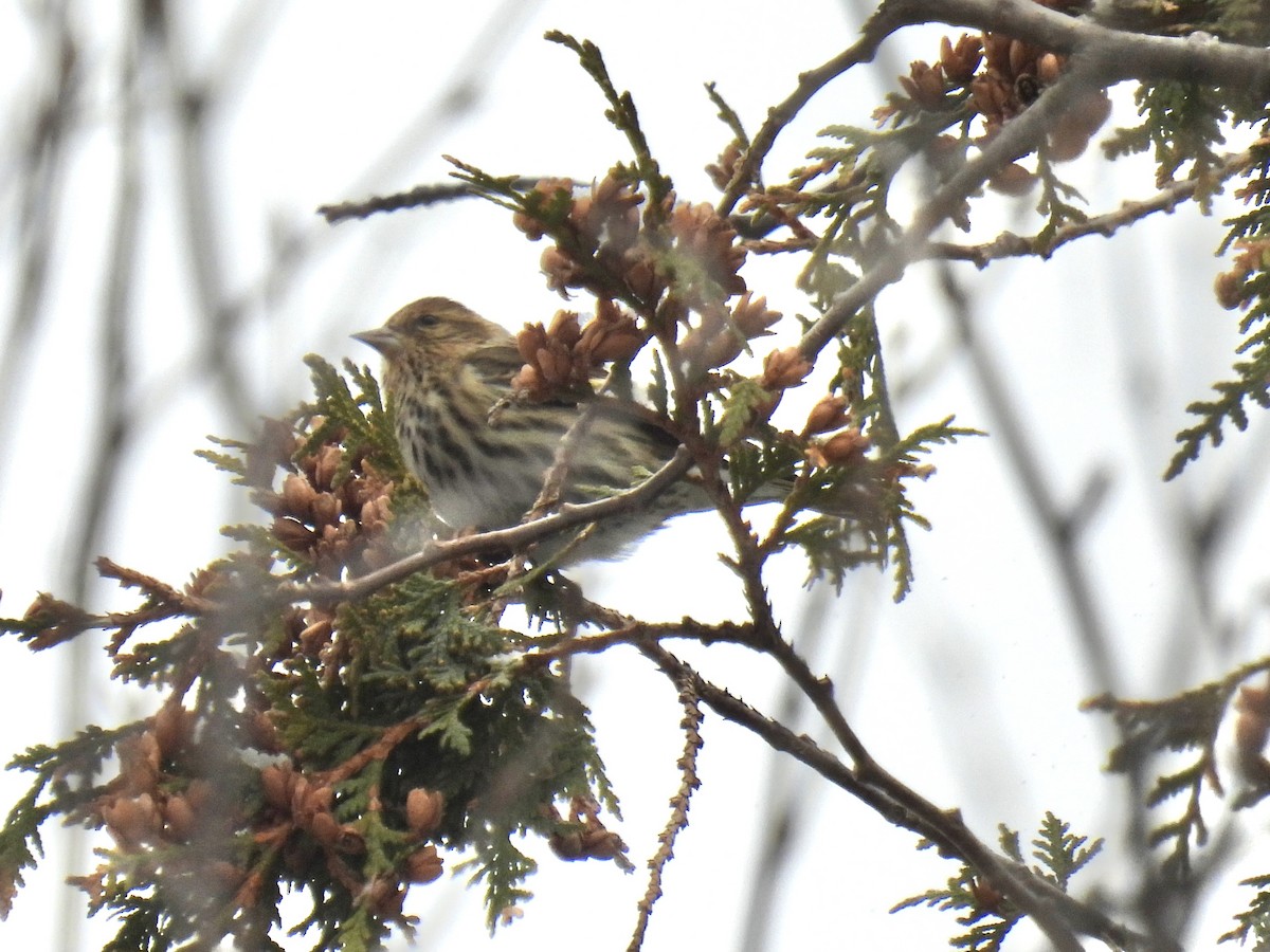 Pine Siskin - ML517536791