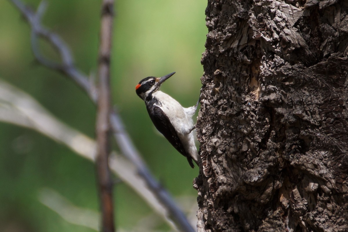 Hairy Woodpecker (Rocky Mts.) - Maxwell Ramey