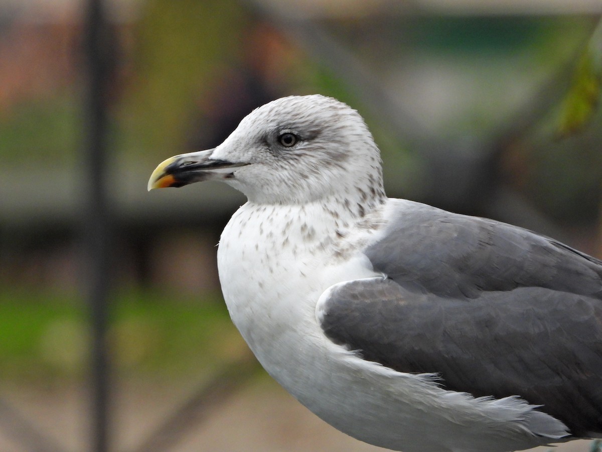 Бэсрэг цахлай - ML517539311