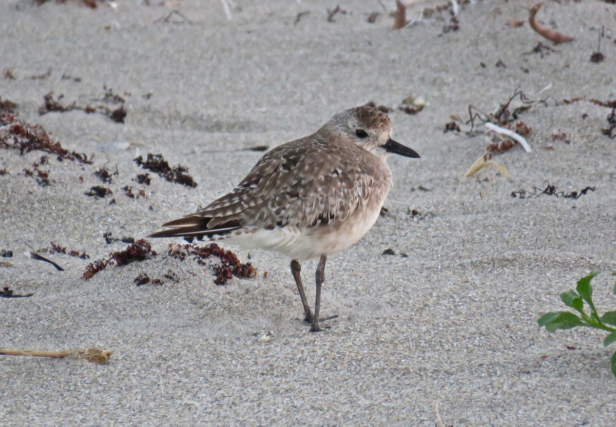 Black-bellied Plover - Roy Netherton