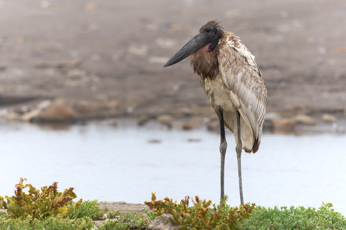 Jabiru - ML517539561