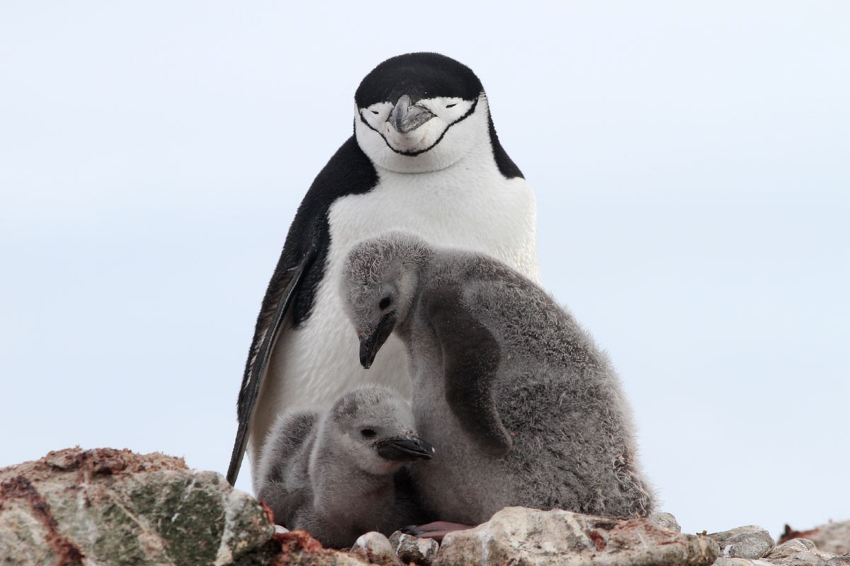 Chinstrap Penguin - ML51754001