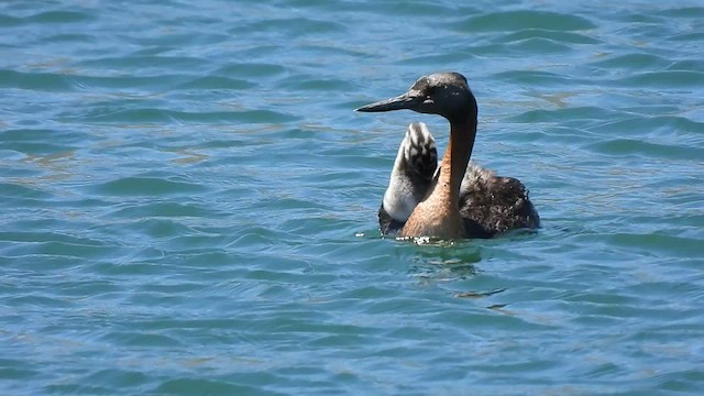 Great Grebe - ML517540611