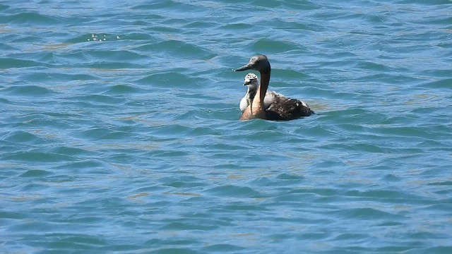 Great Grebe - ML517540621