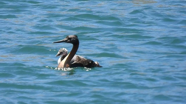 Great Grebe - ML517540651