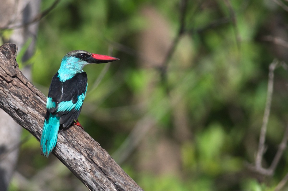 Blue-breasted Kingfisher - ML51754161