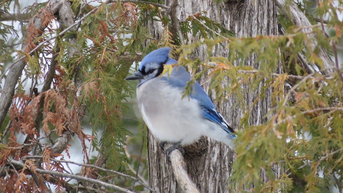 Blue Jay - Janet McCullough