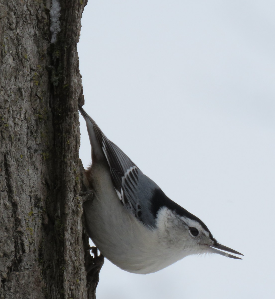 White-breasted Nuthatch - ML517542291