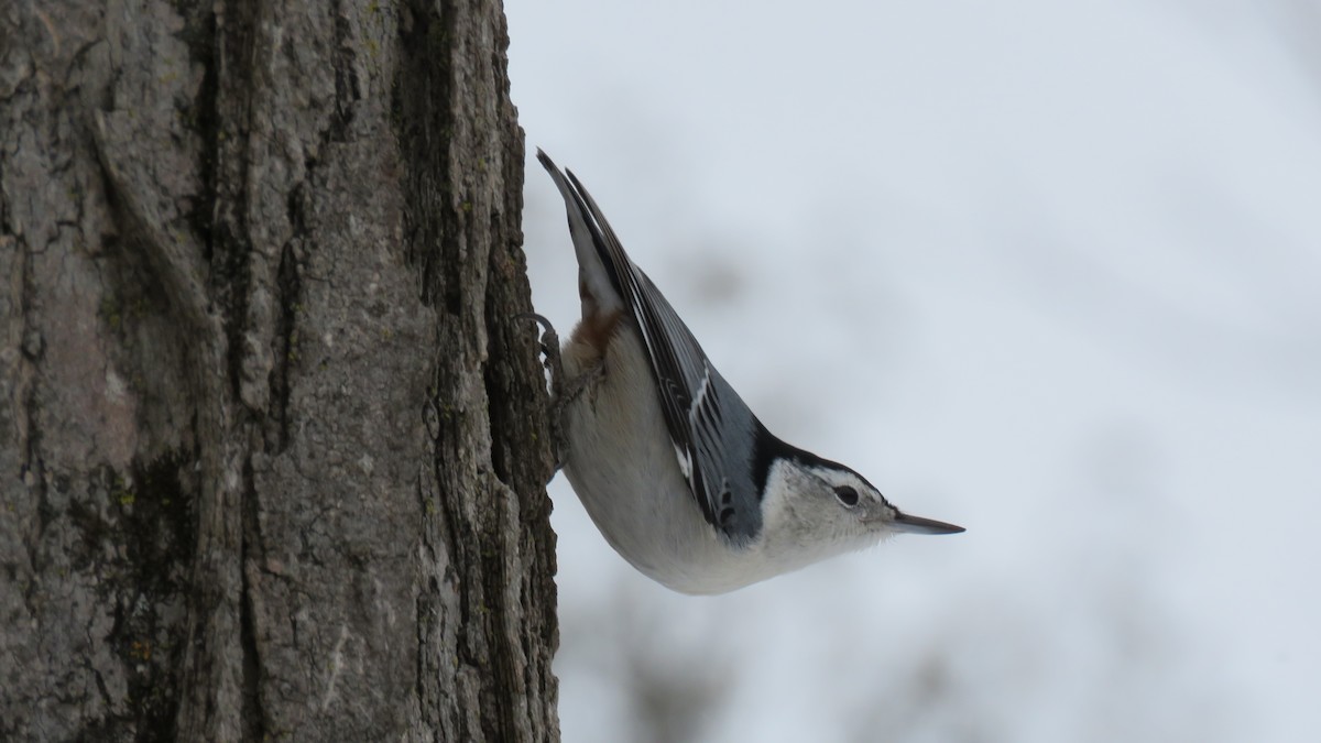 White-breasted Nuthatch - ML517542301