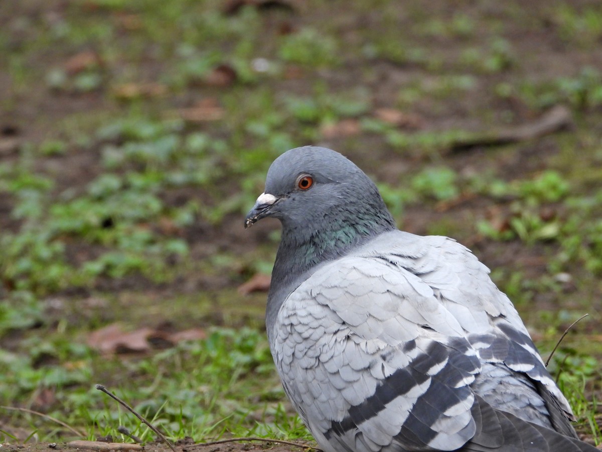 Хөхвөр тагтаа (суурин газрын) - ML517542551