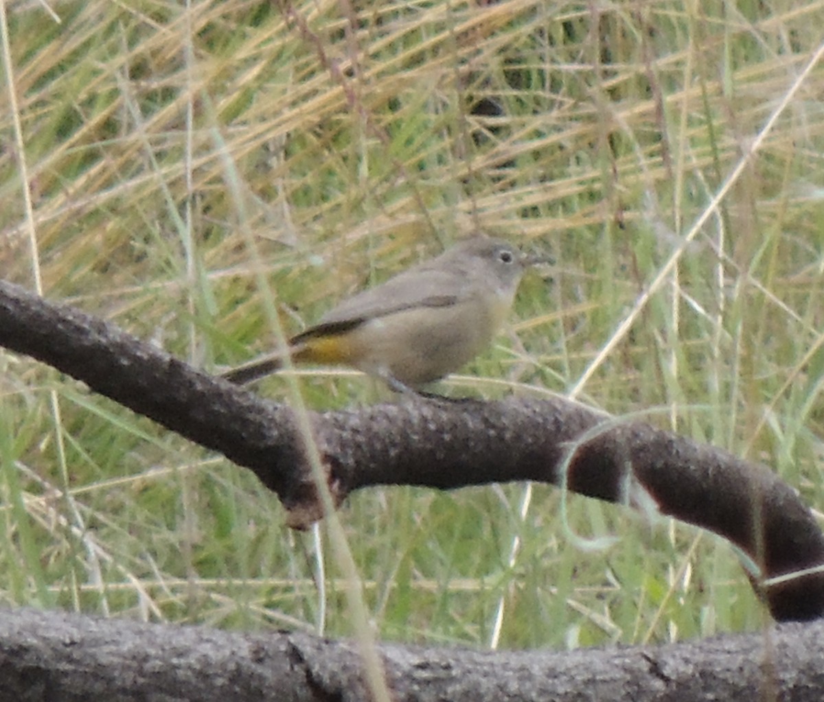 Virginia's Warbler - ML517544151