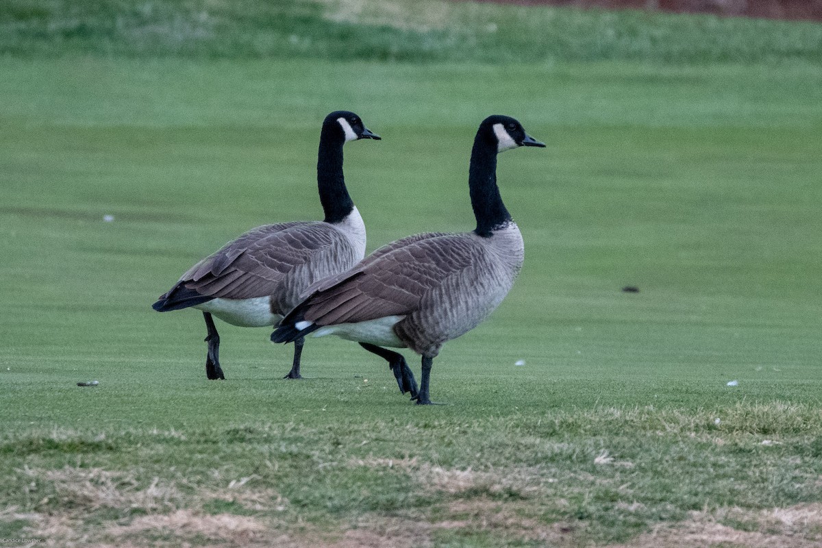 Canada Goose - ML517544781