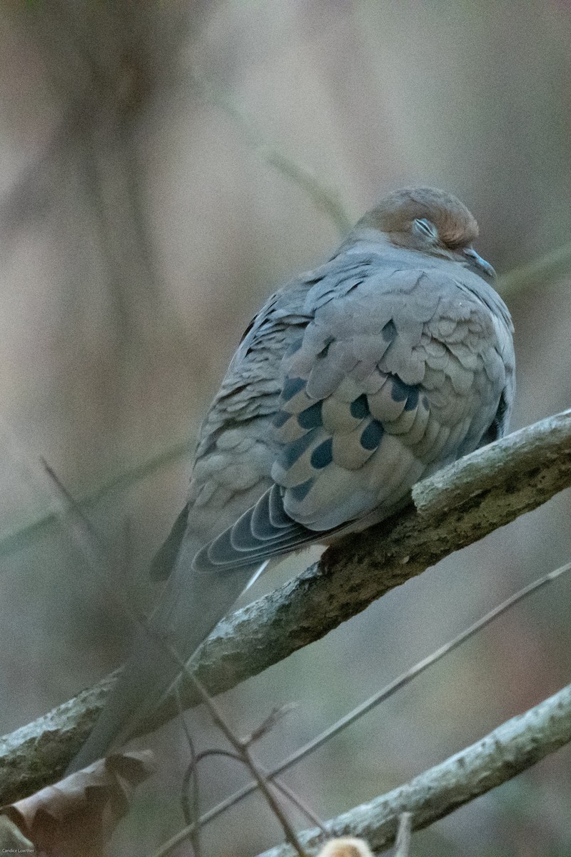 Mourning Dove - ML517544911