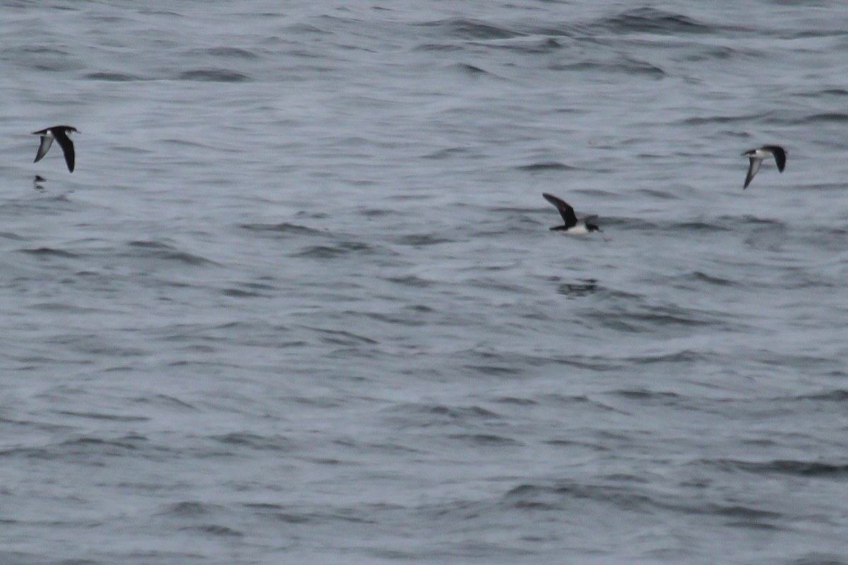 Manx Shearwater - ML517546021