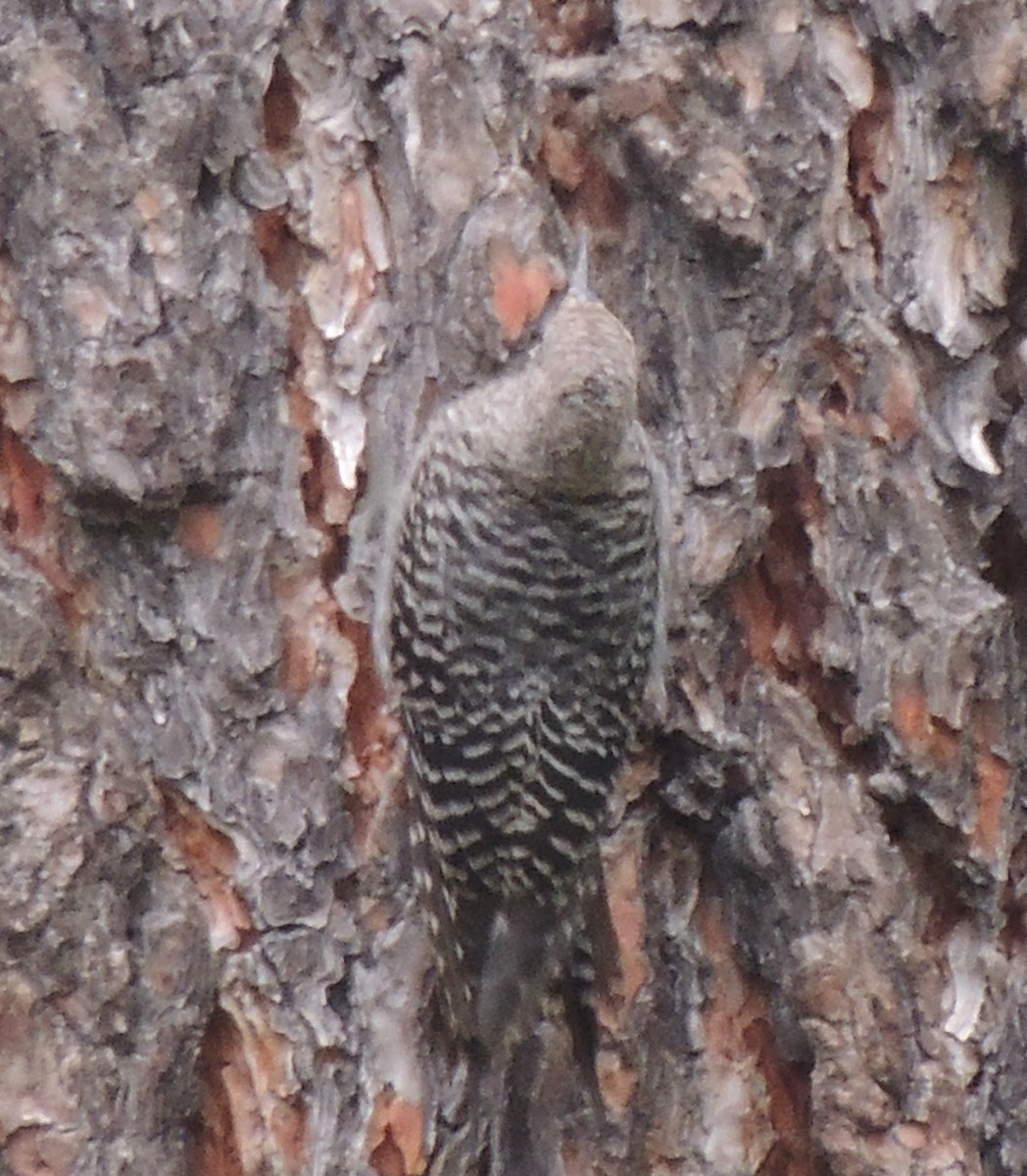 Williamson's Sapsucker - ML517546741