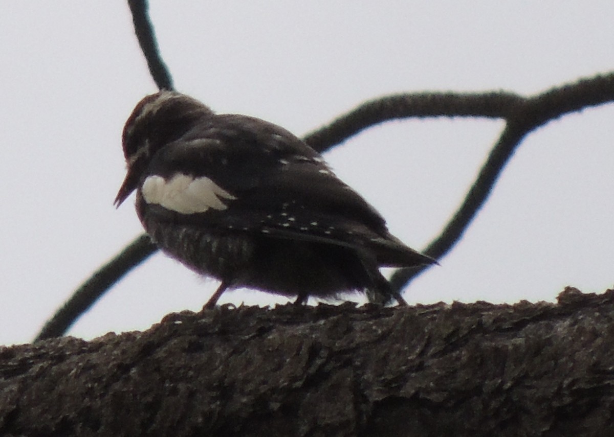 Williamson's Sapsucker - ML517546751