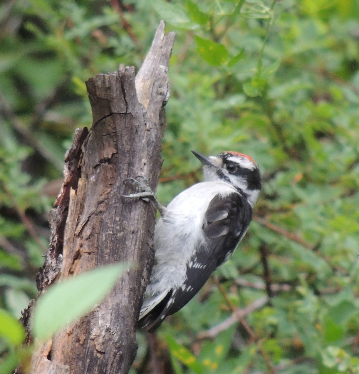 Downy Woodpecker - ML517546981