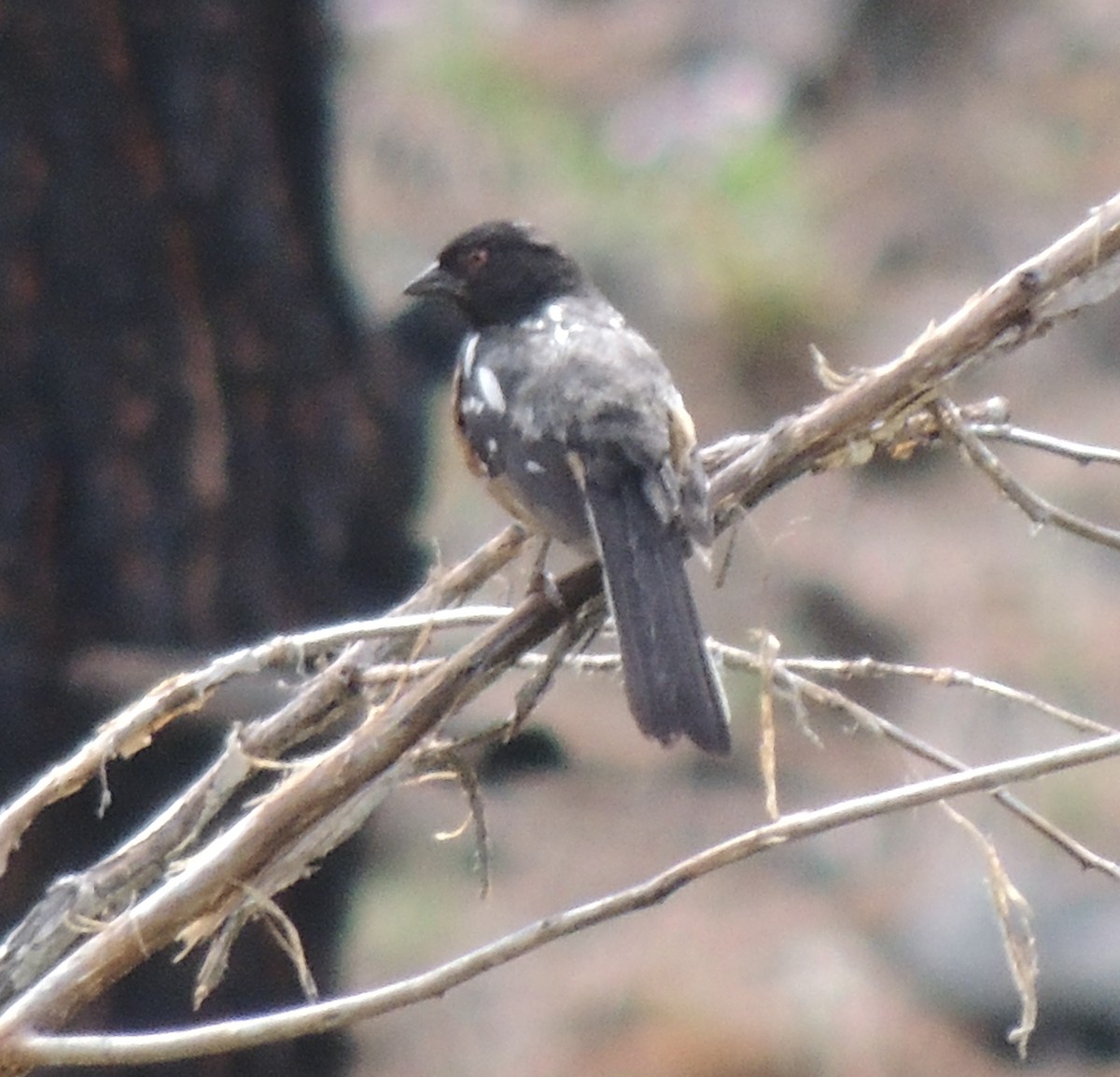 Spotted Towhee - ML517547211