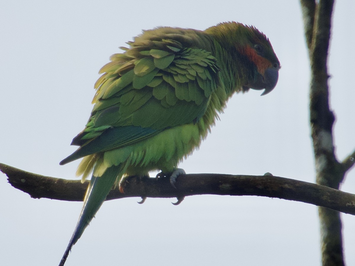 Long-tailed Parakeet - Alisha Tay