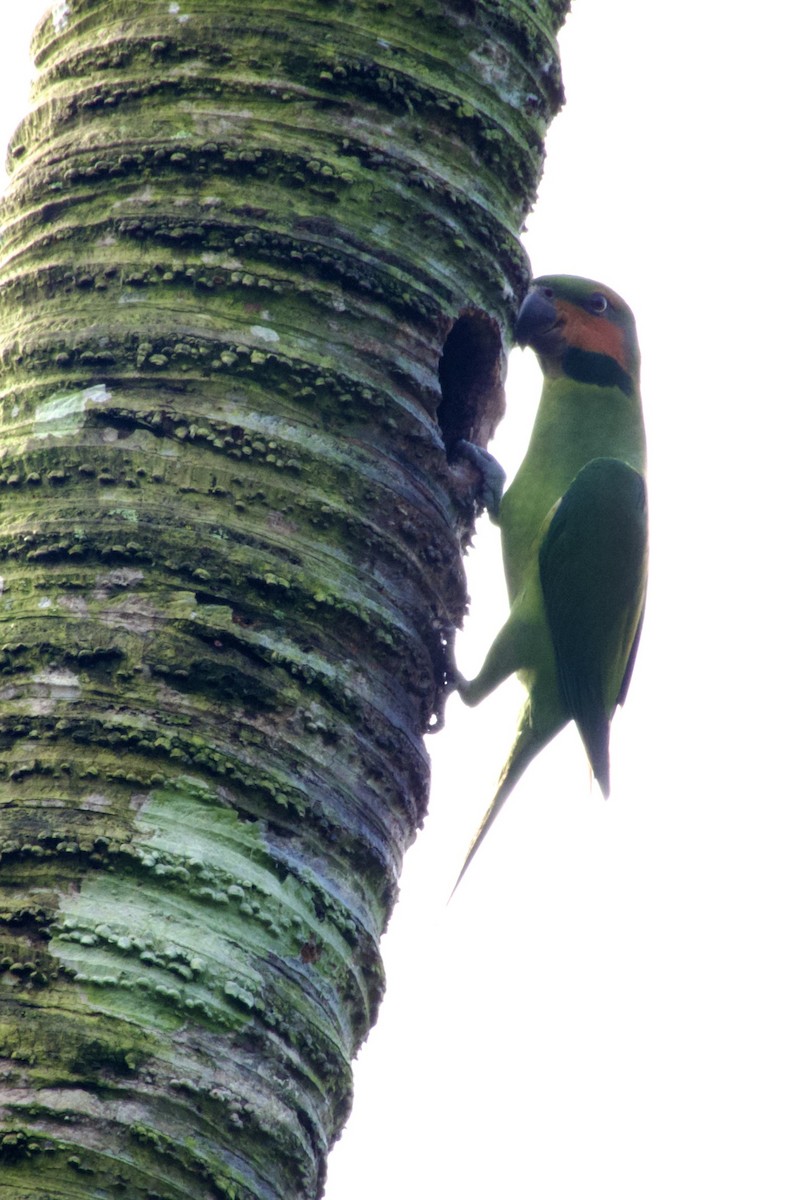 Long-tailed Parakeet - Alisha Tay