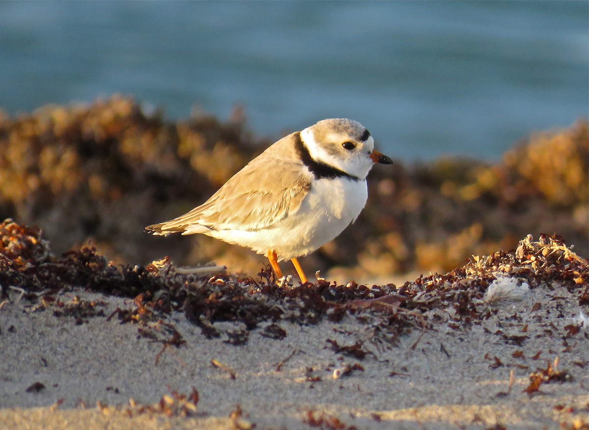 Piping Plover - ML51754861