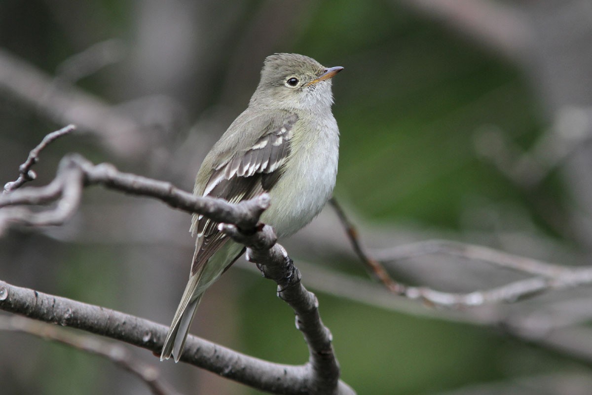 White-crested Elaenia - ML51754871