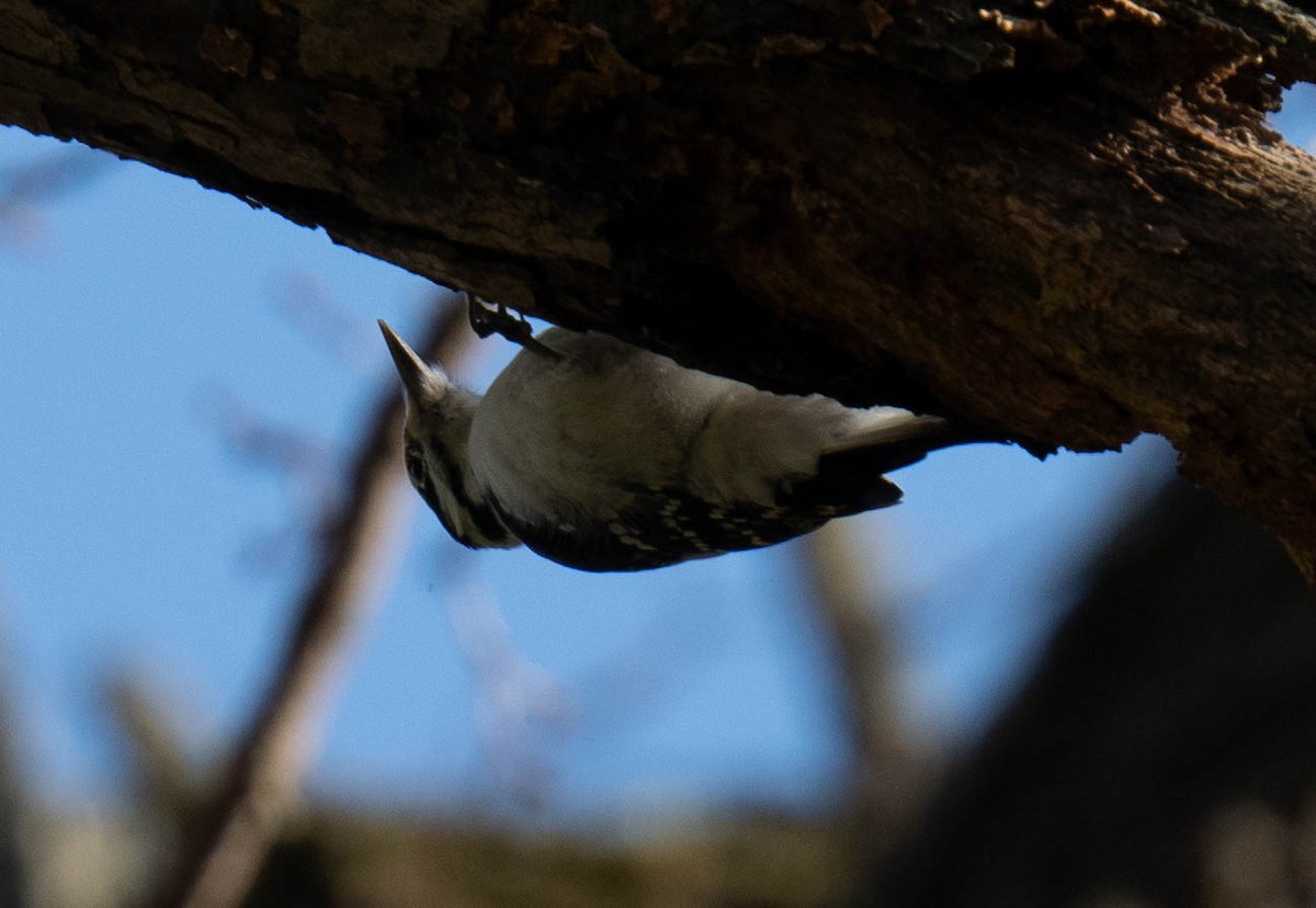 Hairy Woodpecker - ML517548941