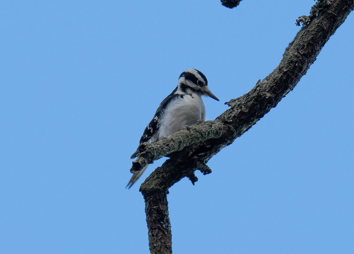 Hairy Woodpecker - ML517549171