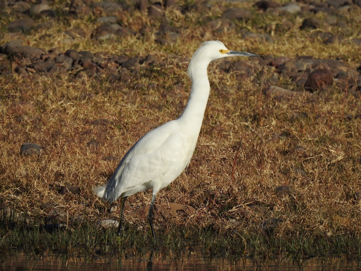 Snowy Egret - ML517549631