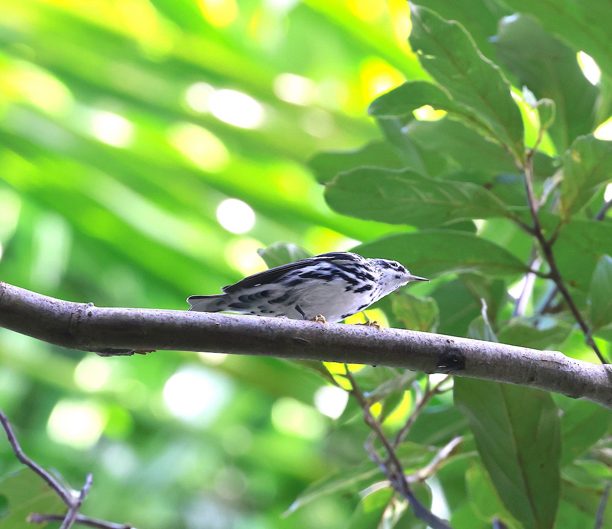 Black-and-white Warbler - ML517549741