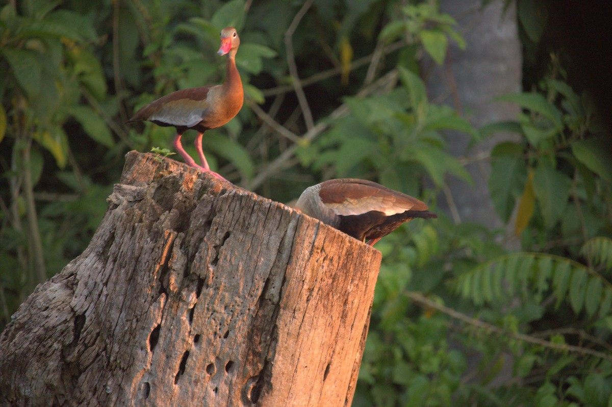 Black-bellied Whistling-Duck - ML517550071