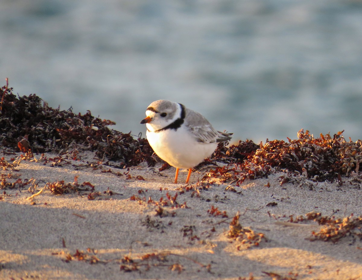 Piping Plover - ML51755051