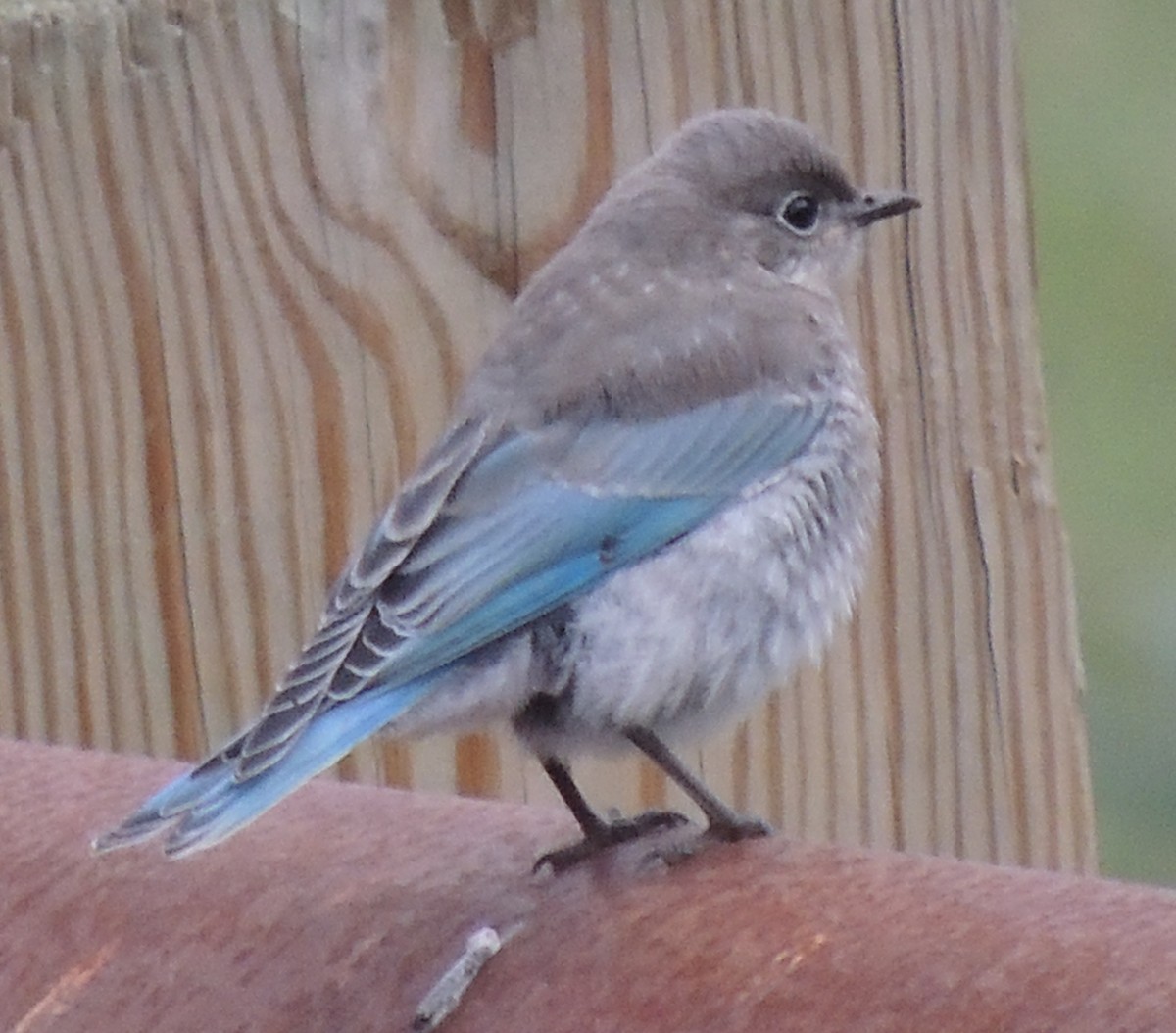 Mountain Bluebird - ML517550601