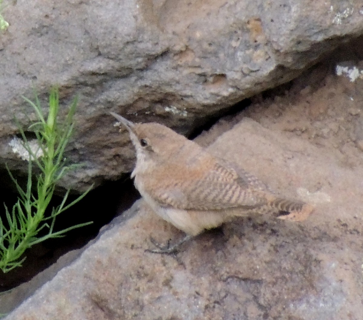 Rock Wren - ML517551411